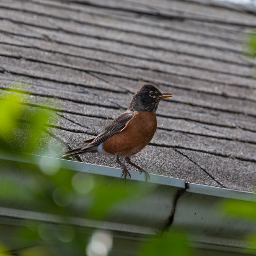 Spring Cleaning: 4 Tips to Get Your Roof and Siding Ready for the Warmer Weather